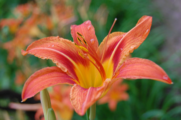 Orange lily