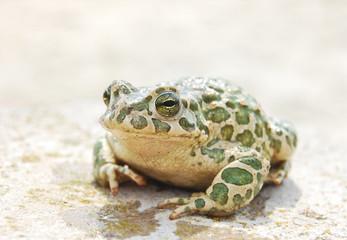 Big toad