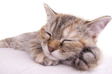 cat kitten white little nice pet