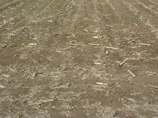 Abgeerntetes Maisfeld