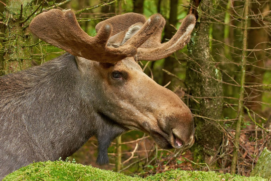 Eurasian Elk (Alces Alces)