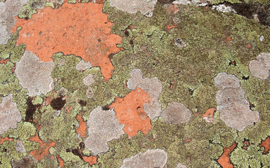 lichen background