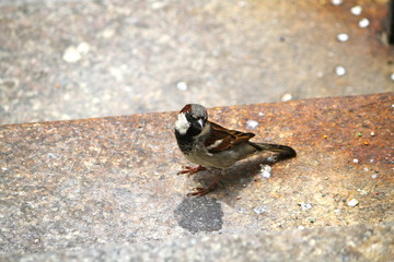 passero urbano