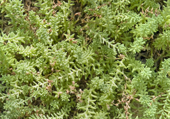 abstract succulent plant detail