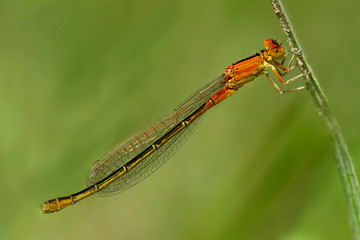 agrion nain (Ischnura pumilio) libellule