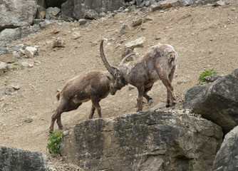 fighting Alpine Ibex