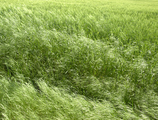 abstract green grassland