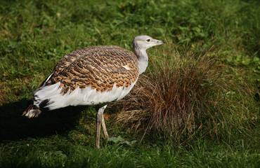 Portrait of a Great Bustard