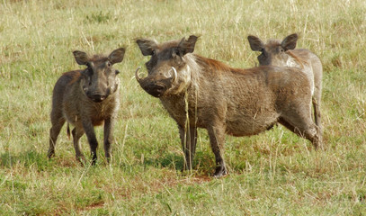 warthogs in Uganda
