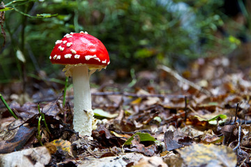 perfectly grown fly agaric mushroom