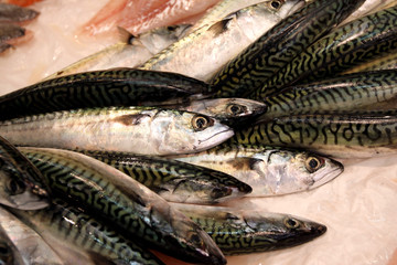 Mackerel