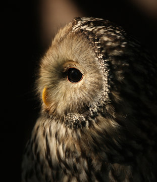 Portrait of a Ural Owl