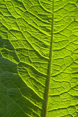sunny geeen leaf closeup
