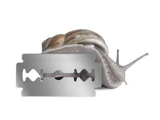 Grapevine snail and razor blade