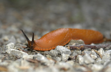 creeping orange slug