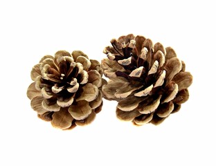 Two pine cones isolated on white