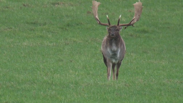 damhirsch