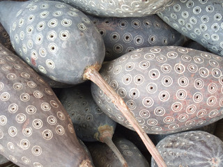 decorated calabash-like fruits