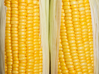Bright color sweet corn
