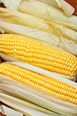 Bright color sweet corn