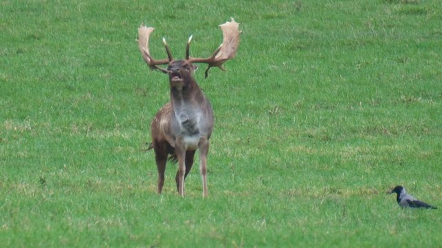 damhirsch