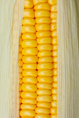 Bright color sweet corn