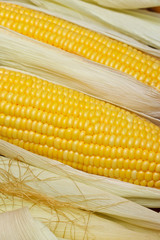 Bright color sweet corn