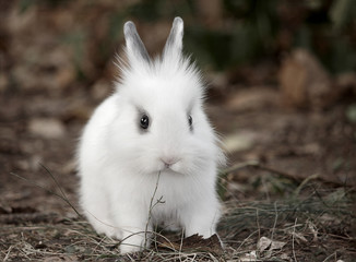 Rabbit