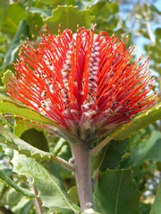 Banksia exotische Blüte