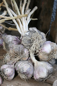 Tresses traditionnelles d'Ail violet - Allium sativum
