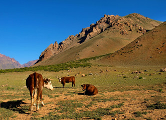 Nature landscape with cattle in Argentina, South America.
