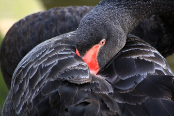 Fototapeta premium Schwarzer Schwan