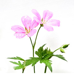 Obraz premium Wilde Blumen auf weißem Hintergrund