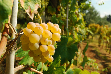 Fototapeta premium Organic vineyard in autumn