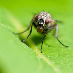 Fototapeta premium Forever Blowing Bubbles