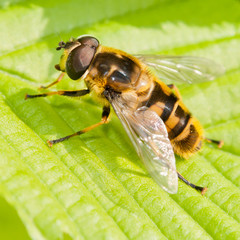 Bee At Rest