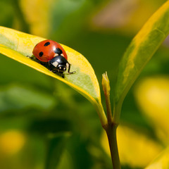 Seven Spot Ladybird