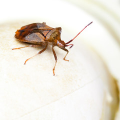 Shield Bug