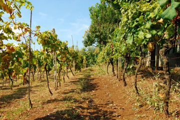 Fototapeta na wymiar Organic vineyard in autumn