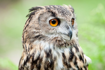 European eagle owl