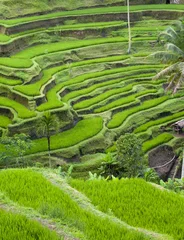 Papier Peint photo Lavable Indonésie Terrasse de riz