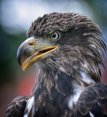 Golden eagle