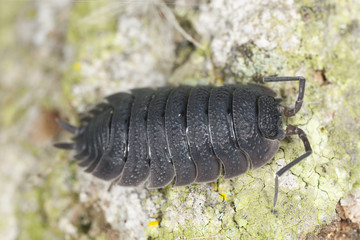 Woodlouse, extreme close-up with high magnification