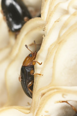 Dacne bipustulata (Erotylidae)