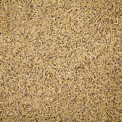 Paddy husk