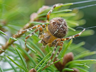 Gartenkreuzspinne