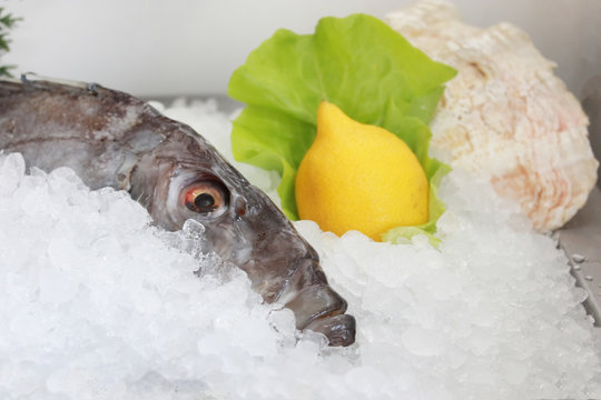 fresh fish on ice