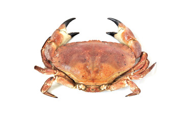 Boiled crab, white background