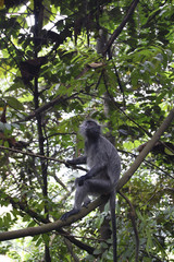 Asian monkey