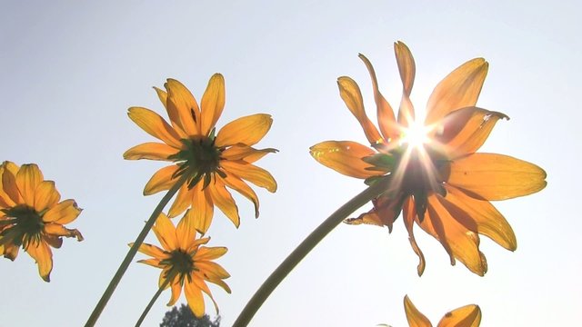 gerbere gialle sole luce